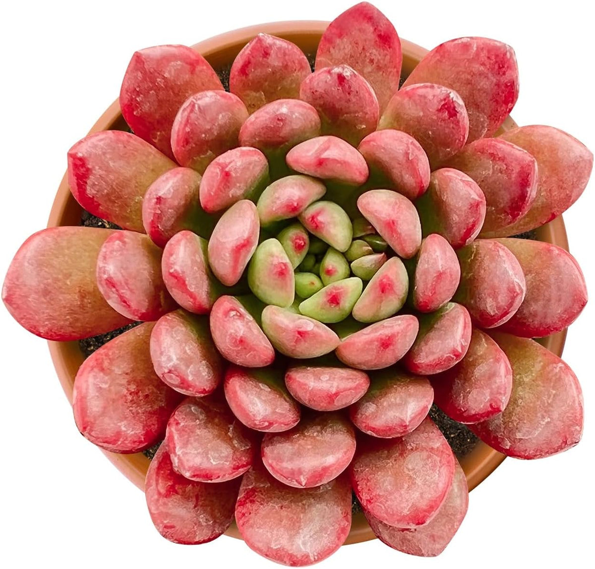 Live Succulents Sedeveria Pink Ruby (4-inch), Succulent Plants Fully Rooted in Pots with Soil, Easy-Care House Plant for DIY, Home Office Decor, Wedding Party Favor