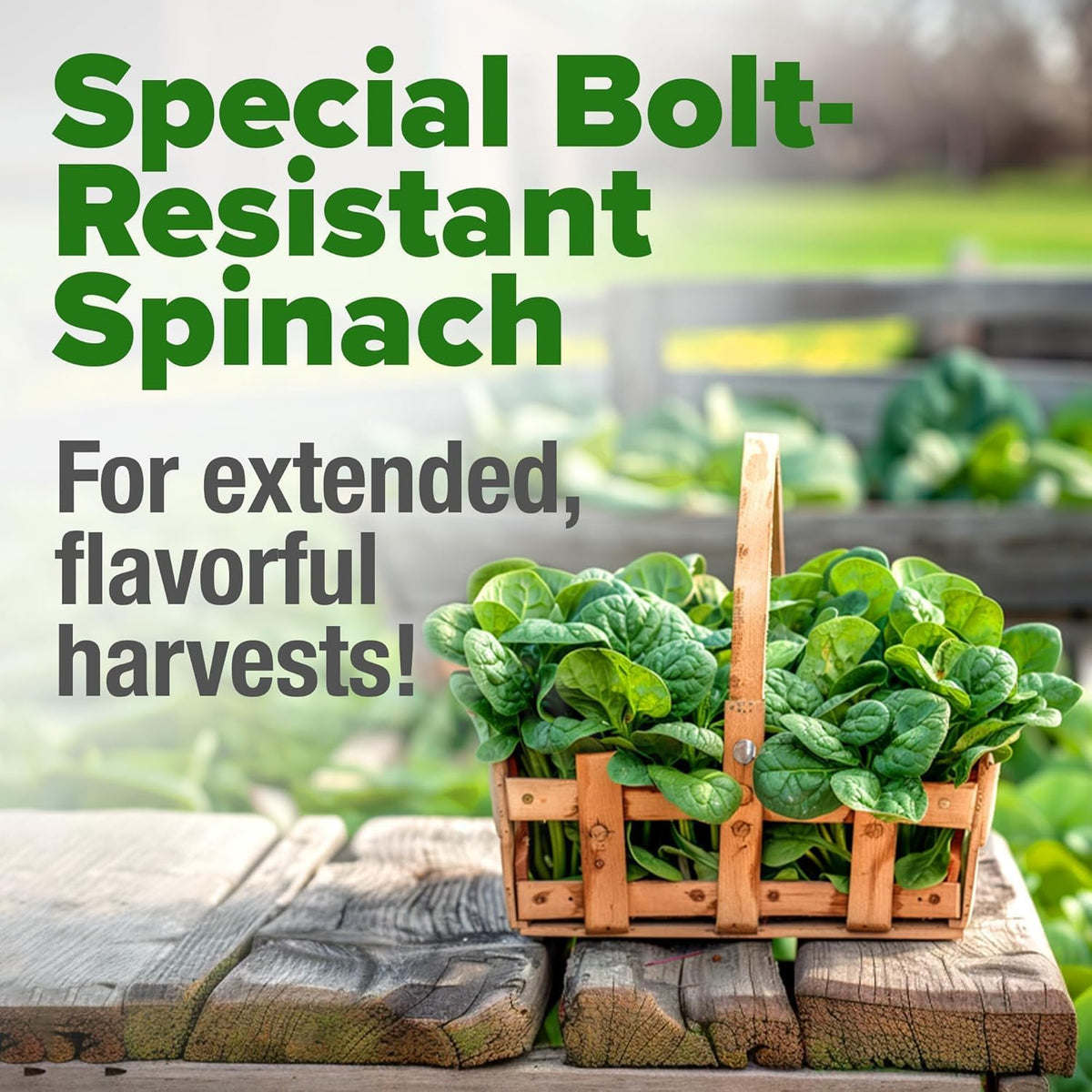 HOME GROWN 𝗨𝗦𝗔 𝗣𝗥𝗘𝗠𝗜𝗨𝗠 Bloomsdale Spinach Seeds Pack – 353 Heirloom 𝗡𝗢𝗡-𝗚𝗠𝗢 Seeds – High Germination Spinach for Indoor, Outdoor, Hydroponic Planting & Home Gardens (Spinacia oleracea)