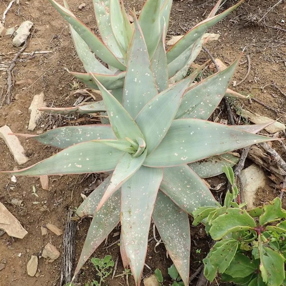 Coral Aloe Plants (Aloe striata) - Live Succulent with Striking Pink Edges and Smooth, Flat Leaves for Indoor/Outdoor Gardening (2 Coral Aloe sacs)
