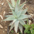 Coral Aloe Plants (Aloe striata) - Live Succulent with Striking Pink Edges and Smooth, Flat Leaves for Indoor/Outdoor Gardening (2 Coral Aloe sacs)