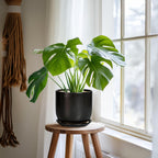 Ceramic Planter 7 Inch - Cylinder Round Modern Indoor Plant Pot for Plants with Drainage Hole and Saucer, Room Home Patio Office Patio Decor, Black