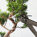 Wazakura 150 gr Black Anodized Aluminum Bonsai Training Wire Made in Japan (5mm, Black)