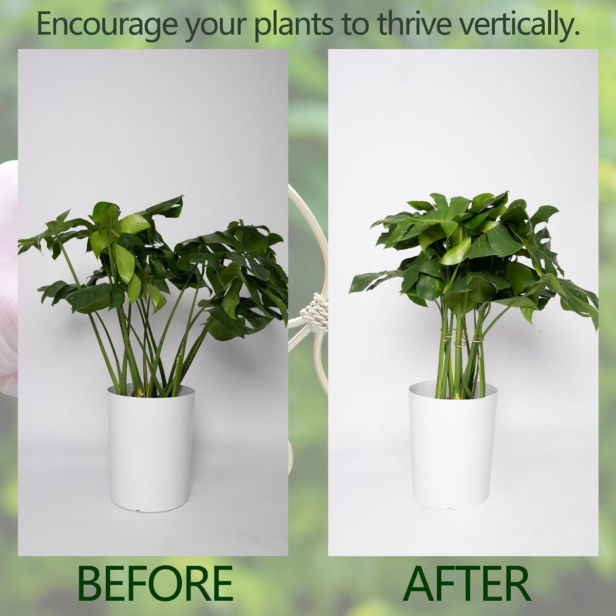Durable Monstera Plant Support Hooks 5.5in - 5-Piece Set for Indoor Plant Stabilization, Easy-to-Use Grapple Holders for Monstera and Turtle Shell Plants for Plant Lovers