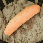 North Georgia Candy Roaster Squash - 25 Seeds - Extra Sweet Heirloom Banana Squash Variety, Non-GMO Heirloom Winter Squash Seeds for Planting in The Home Garden, Thresh Seed Company
