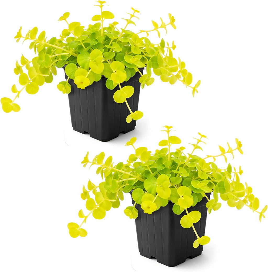 Creeping Jenny Live Plant (Lysimachia nummularia) - 2 Plants Per Pack - Healthy Trailing Perennial - Beautiful Accent Plant - 6" Tall by 4" Wide in 1 Pt Pot