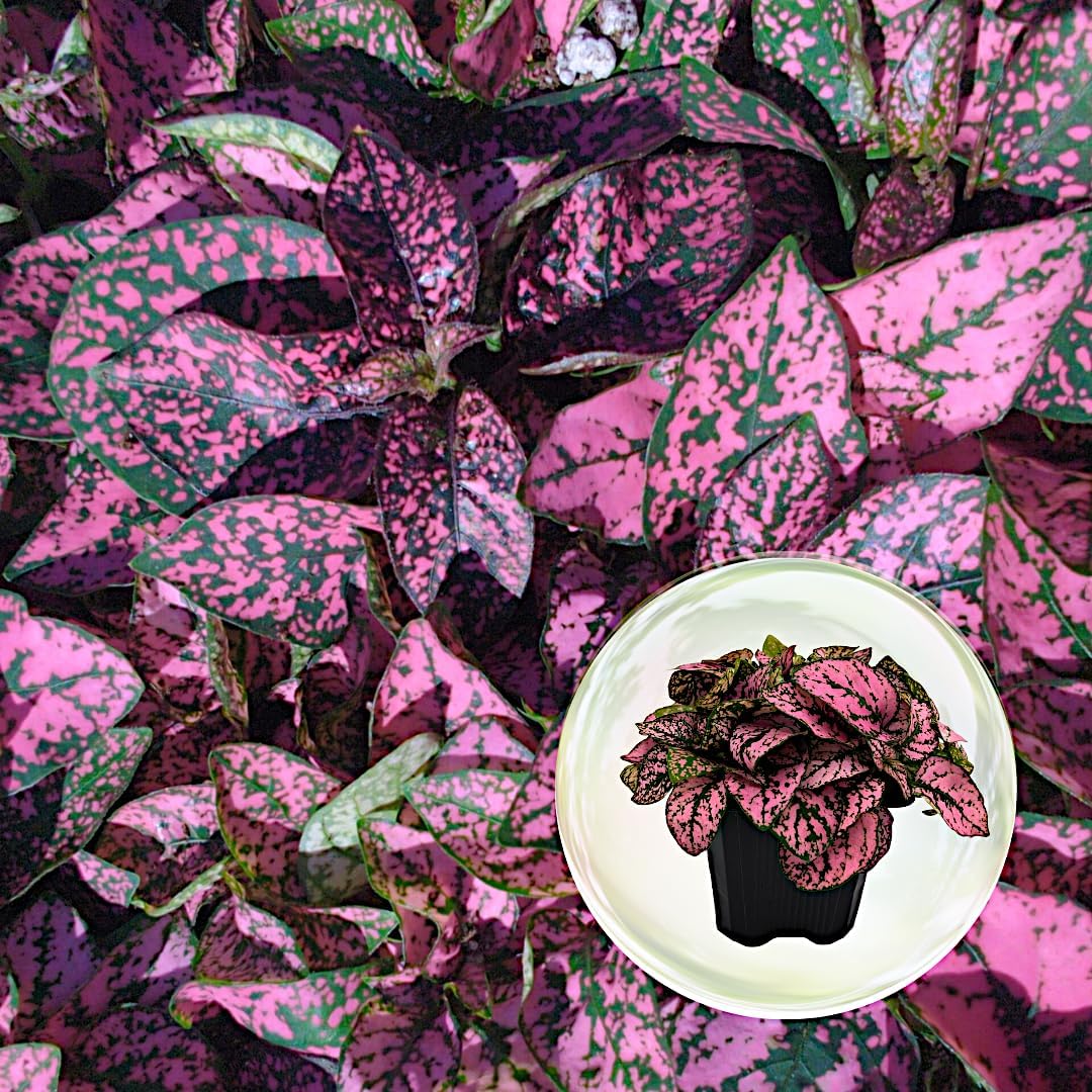 Polka Dot Plant (4-Pack) - Live Houseplants, Small Indoor Plants, Hypoestes Rose - Colorful, Air-Purifying House Plants