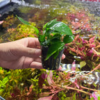 SubstrateSource Anubias Live Aquarium Plants - Potted Freshwater Plant for Fish Tanks, Terrariums - Beginner Friendly Low Light (Barteri Broad Leaf, 1 Pot)