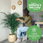 American Plant Exchange Live Areca Palm – 10-Inch Pot – Tropical Indoor Houseplant with Lush Feathery Fronds, Pet-Friendly Easy Care Plant for Homes, Offices, Patios & Decorative Containers