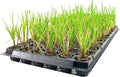 Nile Queen Papyrus | 3 Live Plants | Cyperus Shade & Wet Tolerant Aquatic Foliage