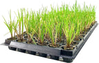 Nile Queen Papyrus | 20 Live Plants | Cyperus Shade & Wet Tolerant Aquatic Foliage
