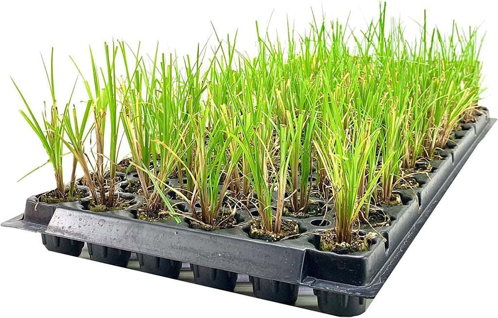 Nile Queen Papyrus | 10 Live Plants | Cyperus Shade & Wet Tolerant Aquatic Foliage