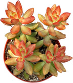 Live Succulent 4" Sedum Coppertone Blood Orange, Succulents Plants Live Fully Rooted House Plant for Home Office Decoration, DIY Projects by The Succulent Cult