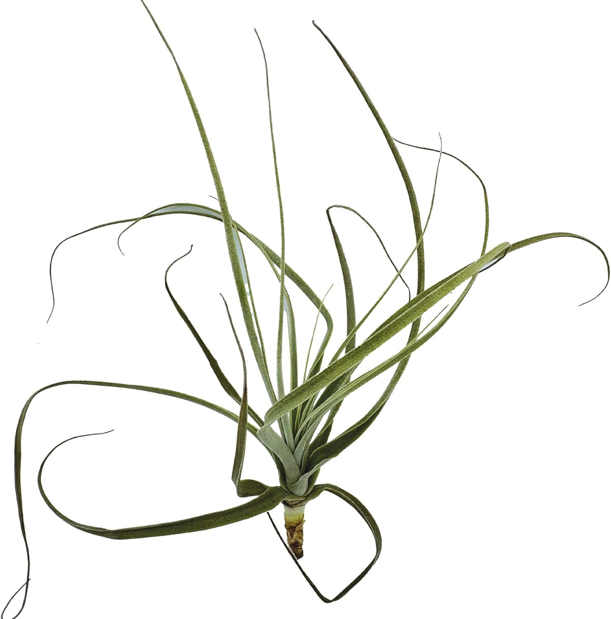 ragnaroc Air Plants - Tillandsia Straminea Jumbo 6-9" - 3ct - Live Arrival Guaranteed - House Plants for Home Decor & Gift
