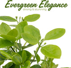 4 Manhattan Euonymus, Live Plants (Euonymus Kiautschovicus ‘Manhattan’) – Evergreen Shrub for Hedges, Thriving in 2.5” Nursery Cubes