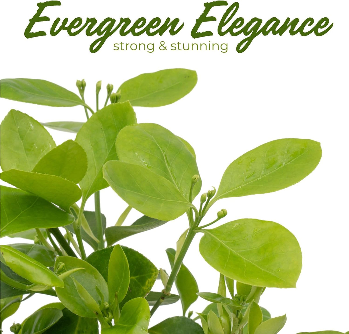 2 Live Manhattan Euonymus Plants (Euonymus Kiautschovicus ‘Manhattan’) – Evergreen Shrub for Hedges, Thriving in 2.5” Nursery Cubes
