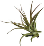 ragnaroc Air Plants - Tillandsia Brachycaulos Multiflora, Jumbo 5-7" - 5 ct - Live Arrival Guaranteed - House Plants for Home Decor & Gift