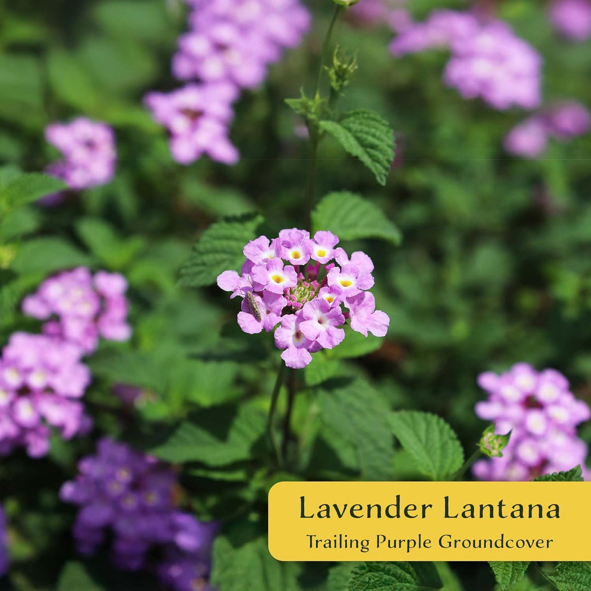 3 Lavender Lantana in 2.5” Nursery Cubes (Lantana montevidensis) | Evergreen Shrub for Hanging Baskets, Containers & Sunny Landscapes | Ready-to-Plant Live Starter Plants