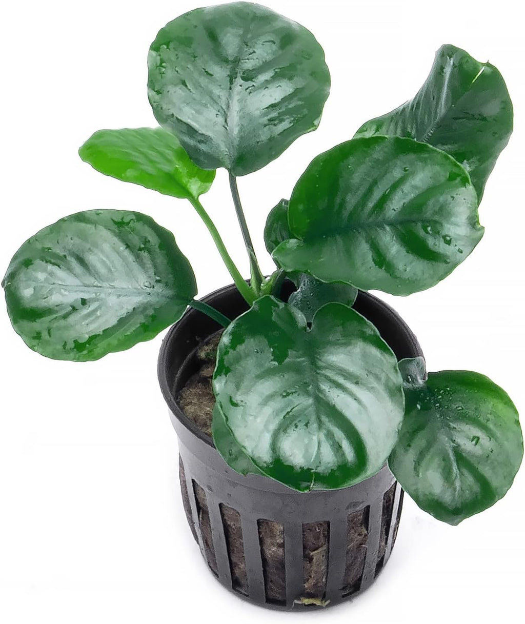 SubstrateSource Anubias Live Aquarium Plants - Potted Freshwater Plant for Fish Tanks, Terrariums - Beginner Friendly Low Light (Barteri Round Leaf, 3 Pots)
