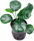SubstrateSource Anubias Live Aquarium Plants - Potted Freshwater Plant for Fish Tanks, Terrariums - Beginner Friendly Low Light (Barteri Round Leaf, 1 Pot)