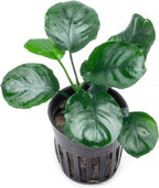 SubstrateSource Anubias Live Aquarium Plants - Potted Freshwater Plant for Fish Tanks, Terrariums - Beginner Friendly Low Light (Barteri Round Leaf, 1 Pot)
