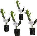 Mediterranean Bay Leaf, Bay Laurel Live Plant. Standard Variety - Laurus Nobilis. Live Plant. Fragrant, Fresh, Edible. Best for Ground Planting Outdoor. (4 Bay Laurel Plants in Cup)
