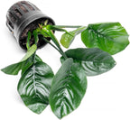 SubstrateSource Anubias Live Aquarium Plants - Potted Freshwater Plant for Fish Tanks, Terrariums - Beginner Friendly Low Light (Barteri Butterfly, 3 Pots)