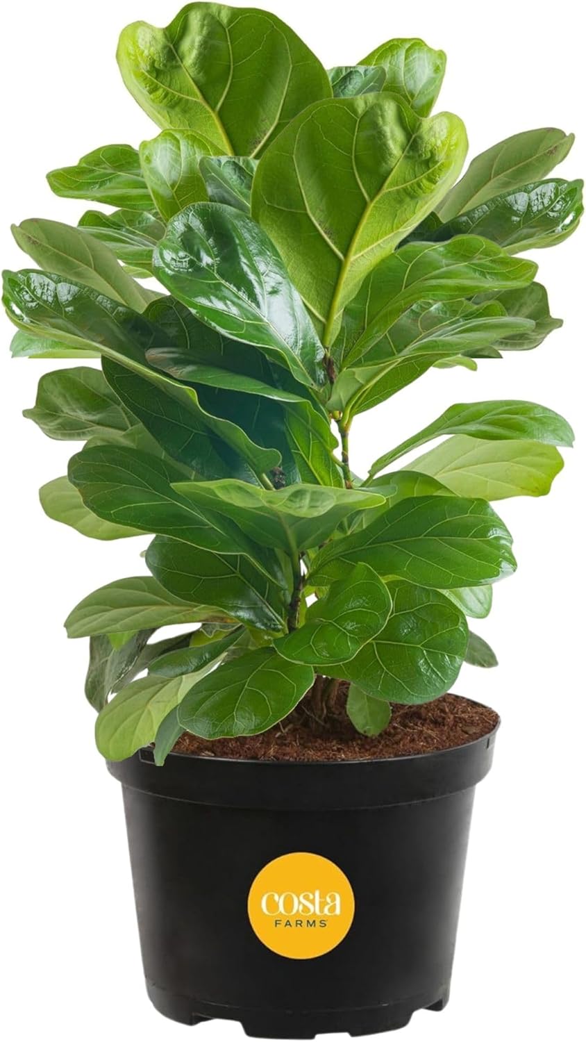 Costa Farms Little Fiddle Leaf Fig, Live Indoor Ficus Lyrata Plant in Nursery Plant Pot, Houseplant in Potting Soil, Housewarming, Birthday Gift, Office, Home, and Room Decor, 1 Foot Tall