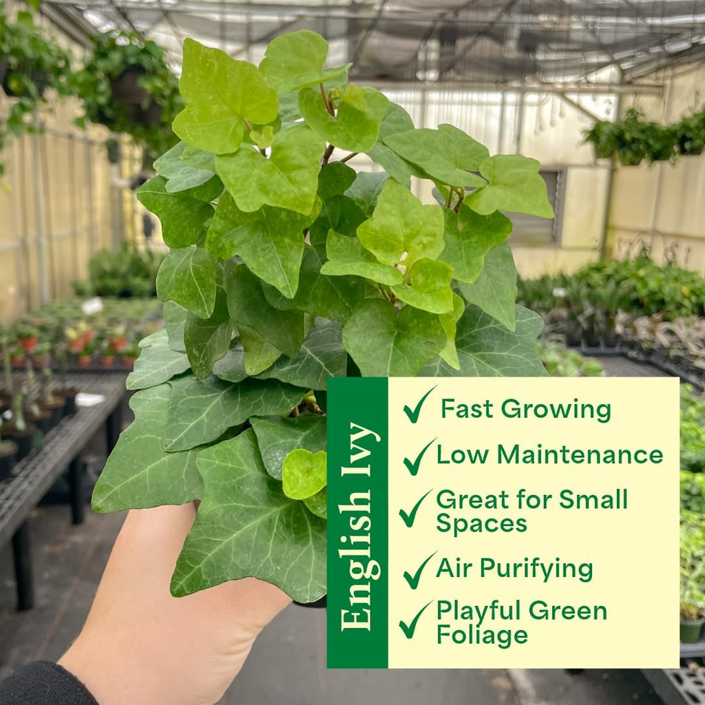 Thorsen's Greenhouse Live Green English Ivy Plant, Hedera Helix, Natural Air Purifier, Easy to Grow, Live Indoor Houseplant, 4" Diameter Pot (Black - Hanging)