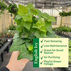 Thorsen's Greenhouse Live Green English Ivy Plant, Hedera Helix, Natural Air Purifier, Easy to Grow, Live Indoor Houseplant, 4" Diameter Pot (Coffee)