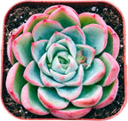 Succulents Plants Live 2inch Live Mini Succulent Plants, Easy Care House Plants Rooted in Succulent Soil Mix, by The Succulent Cult (Echeveria Elegans, 2 Inch)