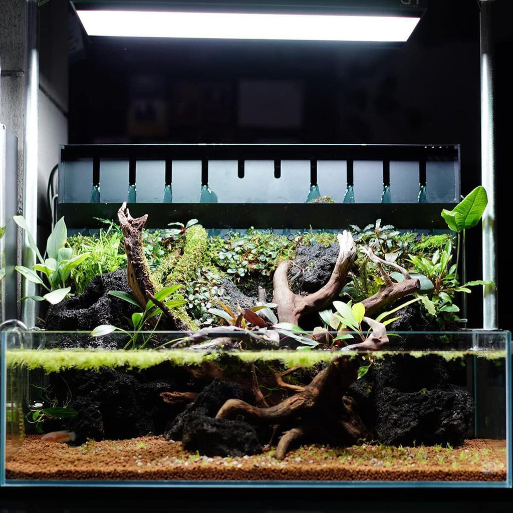 SubstrateSource Anubias Live Aquarium Plants - Potted Freshwater Plant for Fish Tanks, Terrariums - Beginner Friendly Low Light (Congensis, 3 Pots)