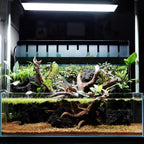 SubstrateSource Anubias Live Aquarium Plants - Potted Freshwater Plant for Fish Tanks, Terrariums - Beginner Friendly Low Light (Congensis, 3 Pots)
