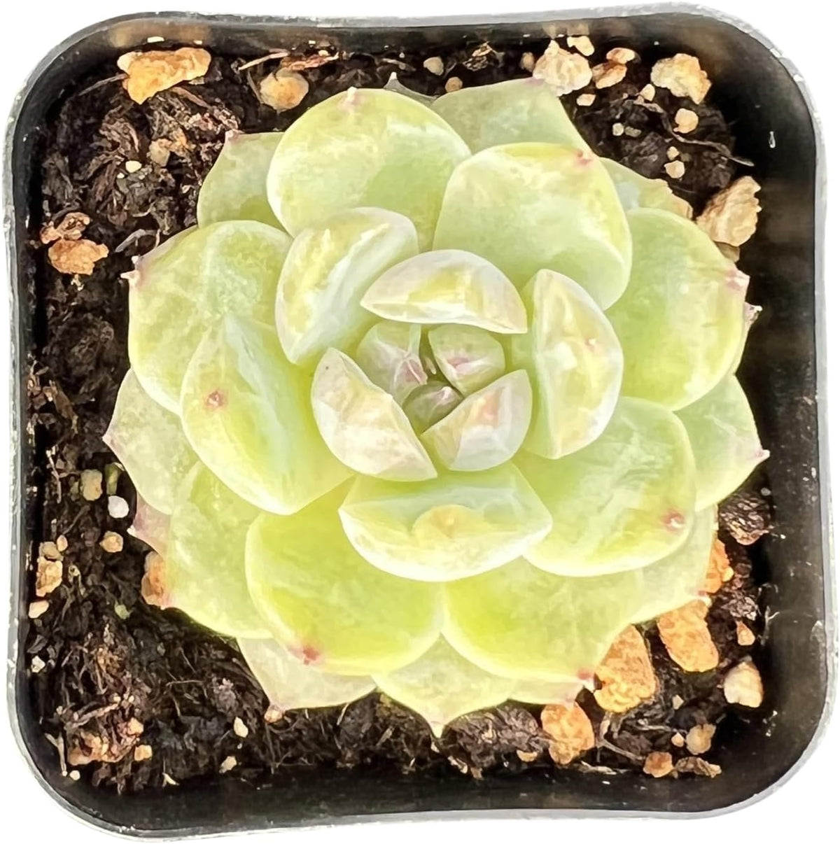 Sprout N Green Echeveria 'ICY Laui' Sugar Heart, Rare Live Succulent Plant Fully Rooted in 2" Planter with Soil, Home Office Indoor Outdoor Wedding Decoration DIY Projects Party Favor
