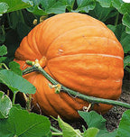 Giant Pumpkin Seeds for Planting – 10 Dill’s Atlantic Seeds for Record-Breaking Pumpkins! – Vegetables for Outdoor Planting – Grown in The USA