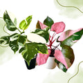 2 Philodendron Live Plant 5-9" Tall, Rare Tropical Indoor Houseplant Home Garden (Mix Rare Philodendron)