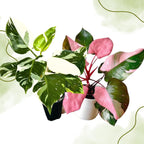2 Philodendron Live Plant 5-9" Tall, Rare Tropical Indoor Houseplant Home Garden (Mix Rare Philodendron)