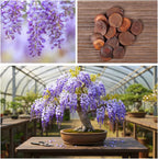 Chinese Wisteria Bonsai Tree Seedling for Planting - 1 Year Old Well Rooted Seedling - Fast-Growing Ornamental Tree with Violet-Purple Flowers and Fragrant Sweet Scent