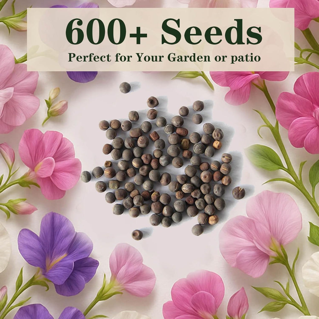 600+ Count Sweet Pea Seeds – Fragrant Flower Seeds, Easy to Grow with High Germination, Colorful Flowering Vines for Trellis, Garden Beds, Balcony, and Patio Planter