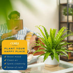 Costa Farms Bird's Nest Fern Live Plant in Decorative Pot, Air Purifying Indoor Houseplant, Perfect for Home, Room, or Office Decor, Great House Warming or Birthday Gift, 12-18 Inches Tall