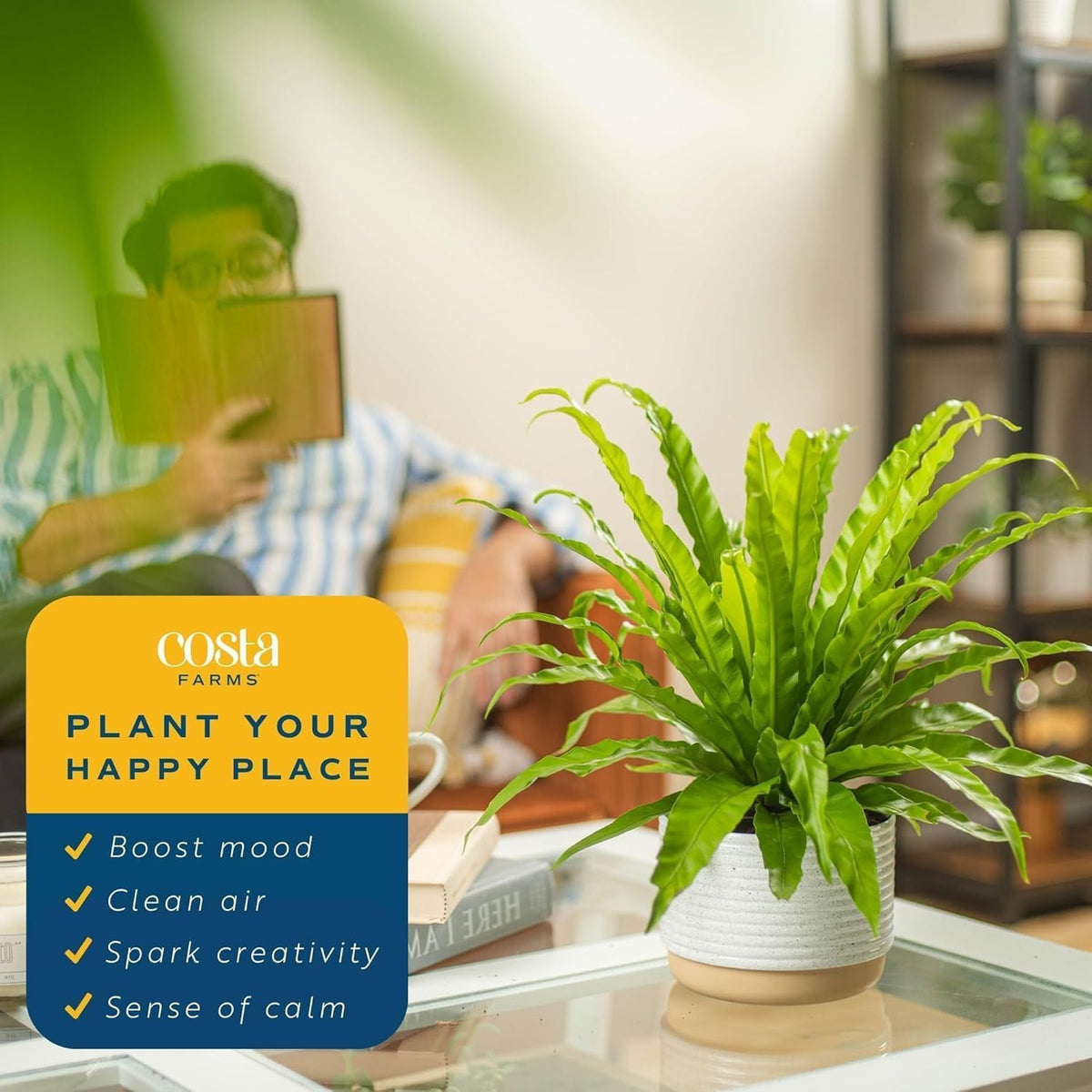 Costa Farms Bird's Nest Fern Live Plant in Decorative Pot, Air Purifying Indoor Houseplant, Perfect for Home, Room, or Office Decor, Great House Warming or Birthday Gift, 12-18 Inches Tall