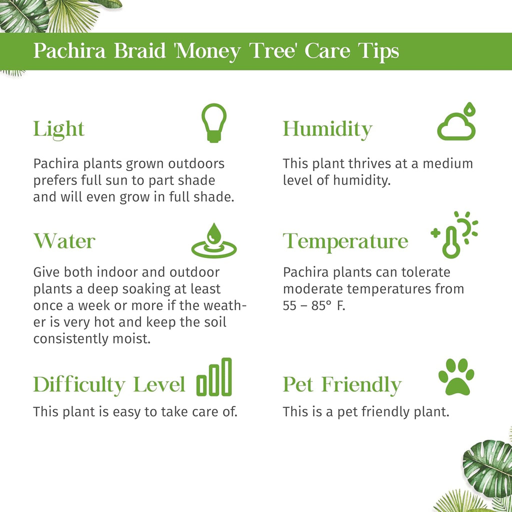 Money Tree 'Guiana Chestnut' Pachira Braid Live Plant for Indoor | Different Houseplants in 4'' & 6'' Pot | Real House Plant for Living Room, Office, Desk & Bathroom |