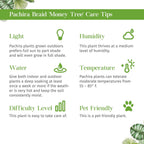 Money Tree 'Guiana Chestnut' Pachira Braid Live Plant for Indoor | Different Houseplants in 4'' & 6'' Pot | Real House Plant for Living Room, Office, Desk & Bathroom |