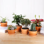 INGOFIN 5 Inch Terracotta Shallow Pots Set with Saucer - Ceramic Clay Pots with Drainage Hole, Terra Cotta for Plants for Indoor Outdoor Plants, Set of 6