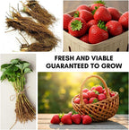 Ozark Beauty Strawberry Plants (5 Live Plants) – Everbearing Variety for Home Gardens – Grow Your Own Fresh, Sweet Strawberries – Perfect for Strawberry Shortcake