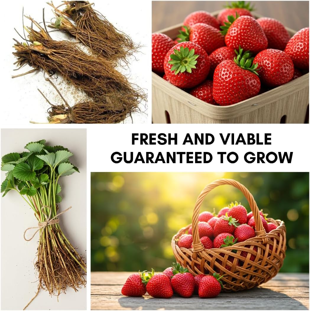 Ozark Beauty Strawberry Plants (25 Plants) – Everbearing Variety for Home Gardens – Grow Your Own Fresh, Sweet Strawberries – Perfect for Eating Fresh, Baking, and Jam Making