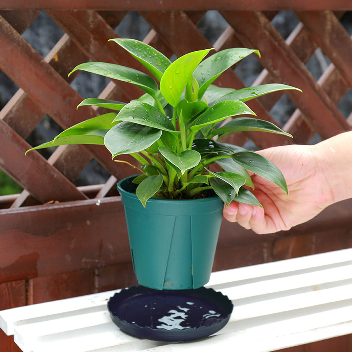 ECOESPTI 12Pcs Plant Saucer, 6 8 10 Inch Durable Plastic Plant Tray, Black Round Plant Pot Saucers, Drip Tray for Indoor and Outdoor Garden