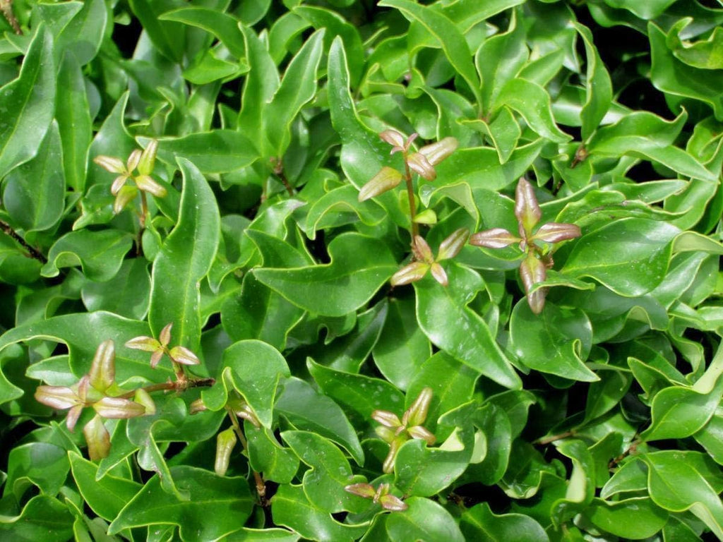 Curled Leaf Privet | 10 Live Quart Size Plants | Ligustrum Japonicum Recurvifolium, Evergreen Flowering Privacy Hedge, Ornamental Shrub for Lush Landscapes