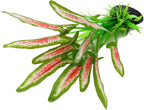 Silk Aquarium Plants for Betta Fish Tank, 2 Pcs 8 Inch Small Silk Aquarium Plant Aquatic Water Grass Decoration (Green-Wine, 8 Inch)