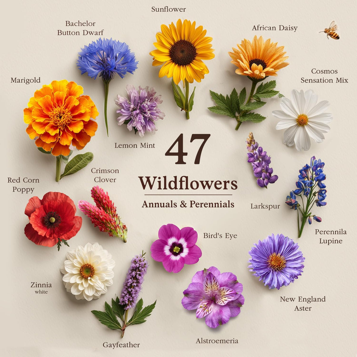 Seedboy Wildflowers for Pollinators Seed Mix – 8 oz Bulk Wildflower Seeds - 160,000+ Non-GMO Annual and Perennial Seeds for Bees Butterflies Hummingbirds – 47 Varieties Wild Flowers for Planting (8oz)