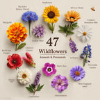 Seedboy Wildflowers for Pollinators Seed Mix – 2 oz Bulk Wildflower Seeds - 40,000+ Non-GMO Seeds for Bees Butterflies Hummingbirds – 47 Varieties of Annual & Perennial Wild Flowers for Planting (2oz)